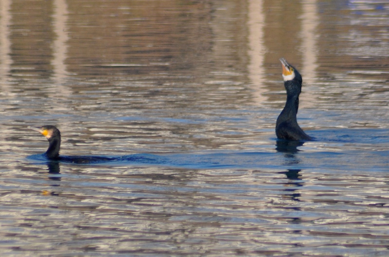 Lo spuntino del Cormorano